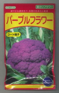 送料無料　[カリフラワー]　パープルフラワー　コート　30粒　武蔵野交配