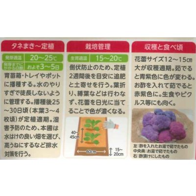 画像3: 送料無料　[カリフラワー]　パープルフラワー　コート　30粒　（株）武蔵野種苗園