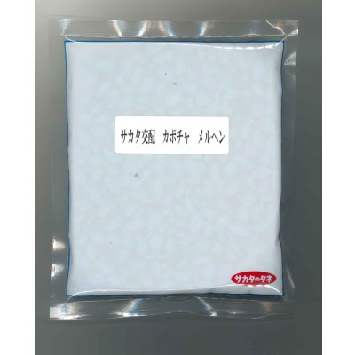 画像1: [かぼちゃ] メルヘン 500粒 (株)サカタのタネ