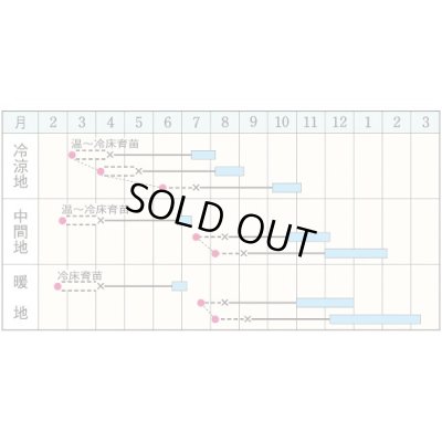 画像3: 送料無料　[キャベツ]　ネオルビーSP　150粒　タキイ種苗(株)　DF