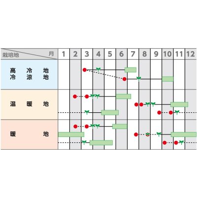 画像2: 送料無料　[キャベツ]　金系201号　ペレット　100粒　(株)サカタのタネ　実咲PRO（104968）