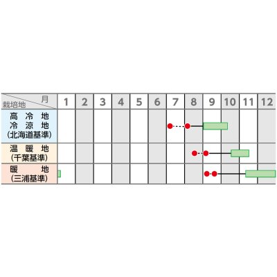 画像4: 送料無料　[大根]　夏秋自慢　約125粒　実咲450（203249）　(株)サカタのタネ