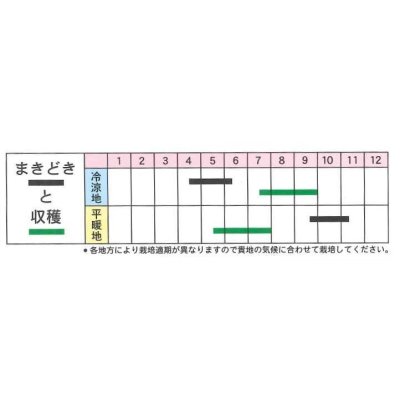 画像2: [そら豆]　お多福　1L　丸種種苗（株）