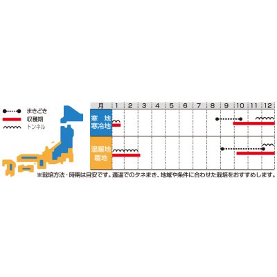 画像2: 送料無料　[ほうれんそう]　サラダほうれん草　ディンプル　約750粒　(株)サカタのタネ　実咲250（003006）