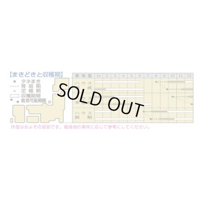 画像3: 送料無料　[トマト/桃太郎系]桃太郎ブライト　1000粒　タキイ種苗(株)