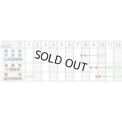 画像4: 大根　冬自慢　ペレット種子5000粒　(株)サカタのタネ