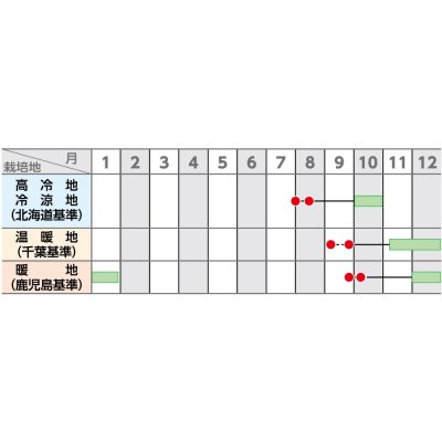 画像5: 大根 冬自慢 20ml (株)サカタのタネ