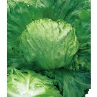 [レタス]　クールガイ　ペレット5千粒　タキイ種苗(株)