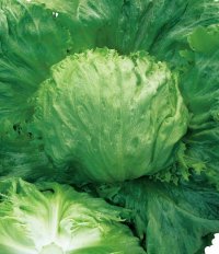 [レタス]　クールガイ　ペレット5千粒　タキイ種苗(株)
