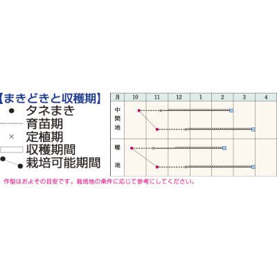 画像2: [レタス]　クールガイ　ペレット5千粒　タキイ種苗(株)