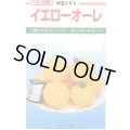 送料無料　[トマト/中玉トマト]　イエローオーレ　100粒　カネコ種苗（株）