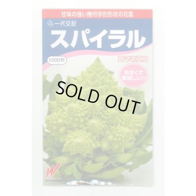 画像1: 送料無料　[カリフラワー]　スパイラル　1000粒（コートしてません。）　渡辺農事（株）