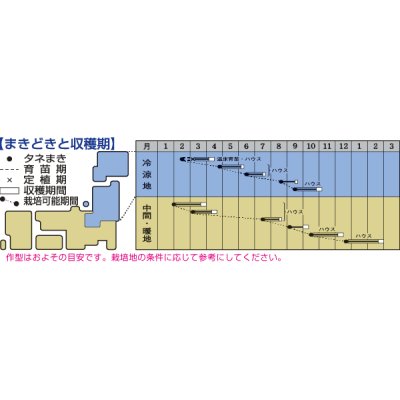 画像3: 送料無料　[葉物]　水菜　都むすめ　4ml　タキイ種苗(株)　GF