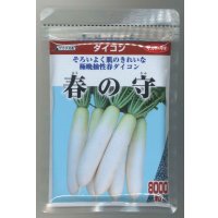 送料無料　[大根]　春の守　8000粒　(株)サカタのタネ