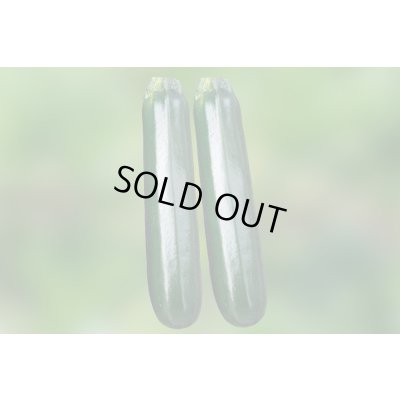 画像2: 送料無料　[ズッキーニ]　ゼルダ・750Z（TSX-750Z）　10粒　トキタ種苗(株)