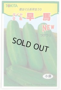 送料無料　[瓜類]　NEW早馬　30粒　トキタ種苗（株）