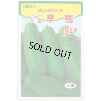 画像1: 送料無料　[瓜類]　NEW早馬　30粒　トキタ種苗（株）