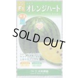 送料無料　[スイカ]　オレンジハート　7粒（株）大和農園