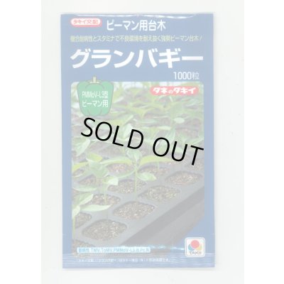 画像1: 送料無料　[台木/ピーマン用]　グランバギー　1000粒　タキイ種苗(株)