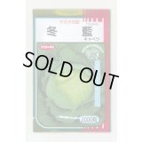 送料無料　[キャベツ]　冬藍　2000粒　（株）サカタのタネ