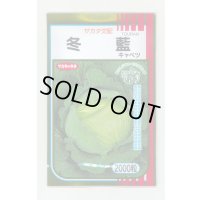 送料無料　[キャベツ]　冬藍　2000粒　（株）サカタのタネ