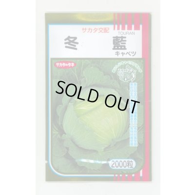 画像1: 送料無料　[キャベツ]　冬藍　2000粒　（株）サカタのタネ