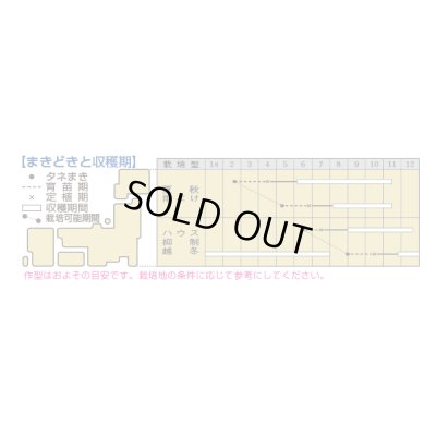 画像2: 送料無料　[トマト/ミニトマト]　千恋　1000粒　タキイ種苗（株）