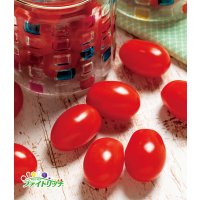 送料無料　[トマト/ミニトマト]　千恋　1000粒　タキイ種苗（株）