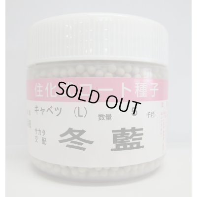 画像1: 送料無料　[キャベツ]　送料無料　冬藍　コート　5000粒　（株）サカタのタネ