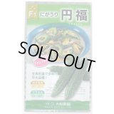 送料無料　[ゴーヤ]　円福　6粒　（株）大和農園