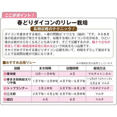 画像4: 送料無料　[大根]　つや風　1.8ml　タキイ種苗(株)　GF