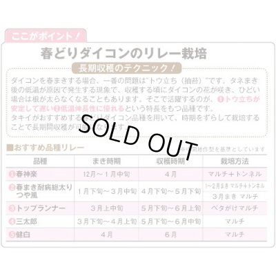 画像4: 送料無料　[大根]　つや風　1.8ml　タキイ種苗(株)　GF