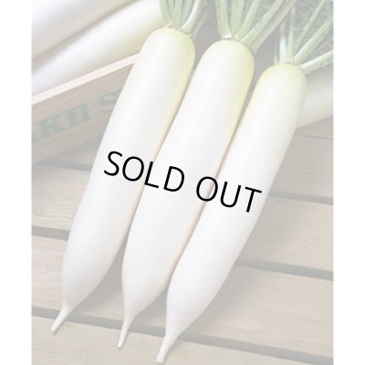 画像2: 送料無料　[大根]　つや風　1.8ml　タキイ種苗(株)　GF
