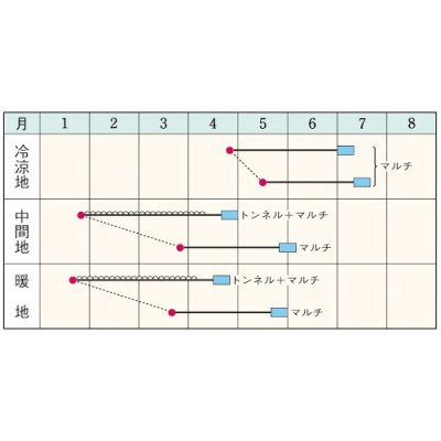 画像3: 送料無料　[大根]　つや風　1.8ml　タキイ種苗(株)　GF