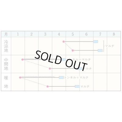 画像3: 送料無料　[大根]　つや風　1.8ml　タキイ種苗(株)　GF