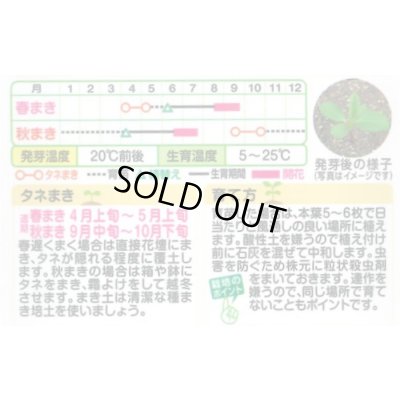 画像2: 送料無料　花の種　アスター　ナナ　混合　小袋　タキイ種苗(株)(NL300)