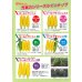 画像5: 送料無料　[とうもろこし]　ゴールドラッシュ86　200粒　(株)サカタのタネ