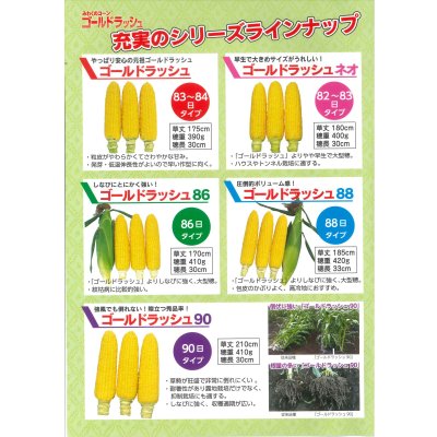 画像6: [とうもろこし] ゴールドラッシュ90 2000粒 (株)サカタのタネ