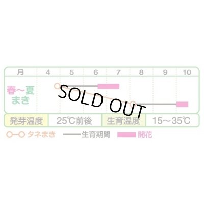 画像2: 送料無料　花の種　ひまわり　サンリッチ混合　小袋　タキイ種苗(株)NL300