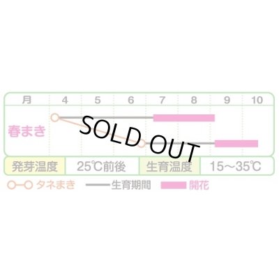 画像2: 送料無料　花の種　お徳用パック！ひまわり畑　大輪一重咲黄色　タキイ種苗(株)NL500