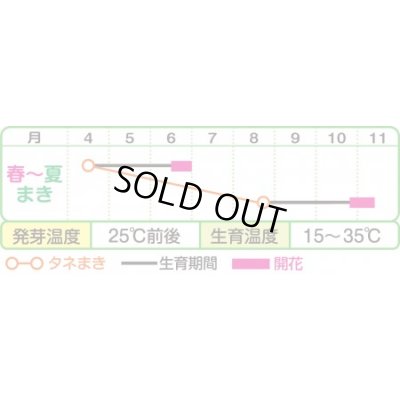 画像2: 送料無料　花の種　ひまわり　スマイルラッシュ　(約20粒)　タキイ種苗(株)(NL300)