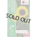 送料無料　花の種　ひまわり　スマイルラッシュ　(約20粒)　タキイ種苗(株)(NL300)