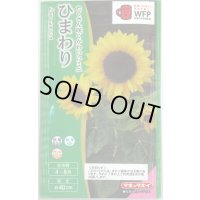 送料無料　花の種　ひまわり　スマイルラッシュ　(約20粒)　タキイ種苗(株)(NL300)