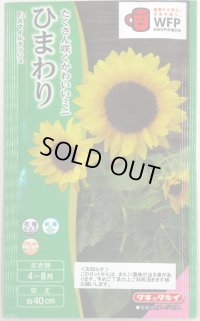 送料無料　花の種　ひまわり　スマイルラッシュ　(約20粒)　タキイ種苗(株)(NL300)