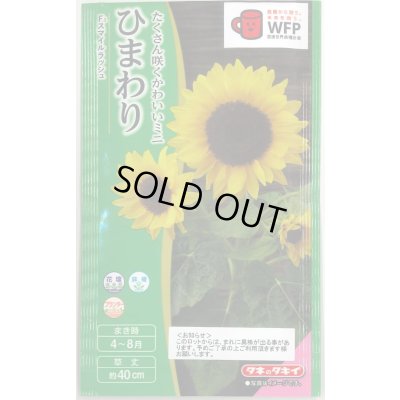 画像1: 送料無料　花の種　ひまわり　スマイルラッシュ　(約20粒)　タキイ種苗(株)(NL300)