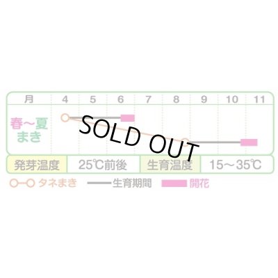 画像3: 送料無料　花の種　ひまわり　ビッグスマイル(約15粒)　タキイ種苗(株)　NL300