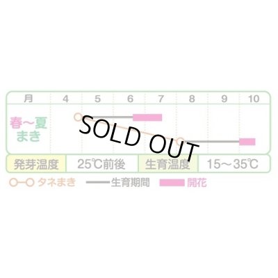 画像3: 送料無料　花の種　ひまわり　サンリッチフレッシュミックス　小袋　タキイ種苗(株)NL300
