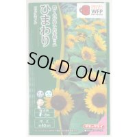 送料無料　花の種　ひまわり　ビッグスマイル(約15粒)　タキイ種苗(株)　NL300