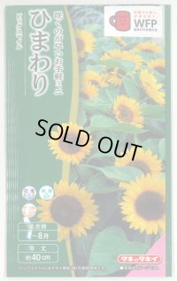 送料無料　花の種　ひまわり　ビッグスマイル(約15粒)　タキイ種苗(株)　NL300