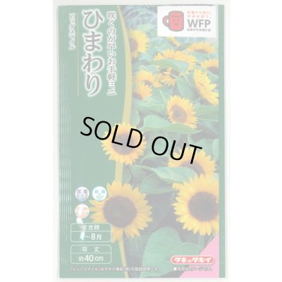 画像1: 送料無料　花の種　ひまわり　ビッグスマイル(約15粒)　タキイ種苗(株)　NL300